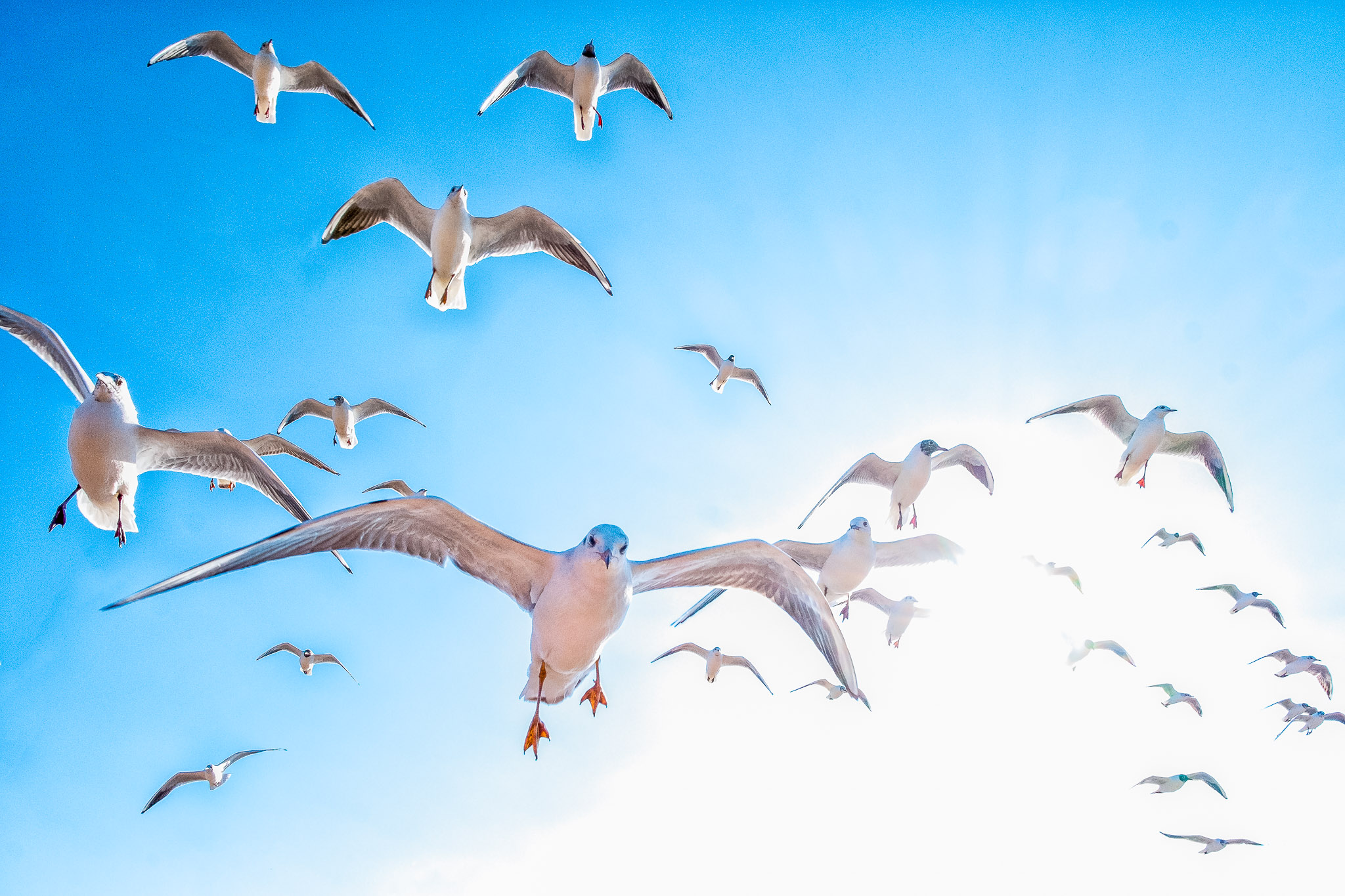 20140227_blackheadedgull_4636.jpg