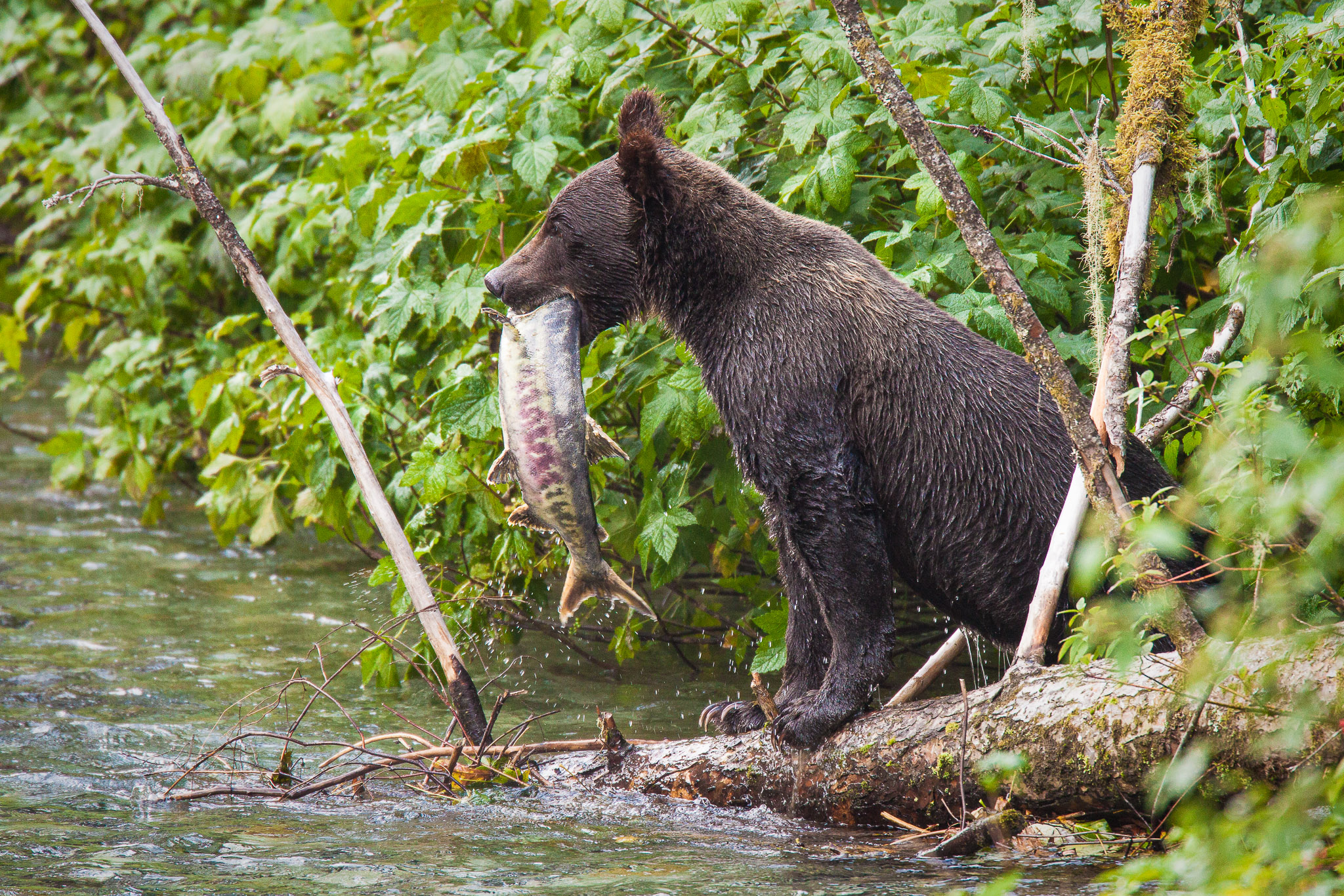 20090803_grizzlybear_88.jpg