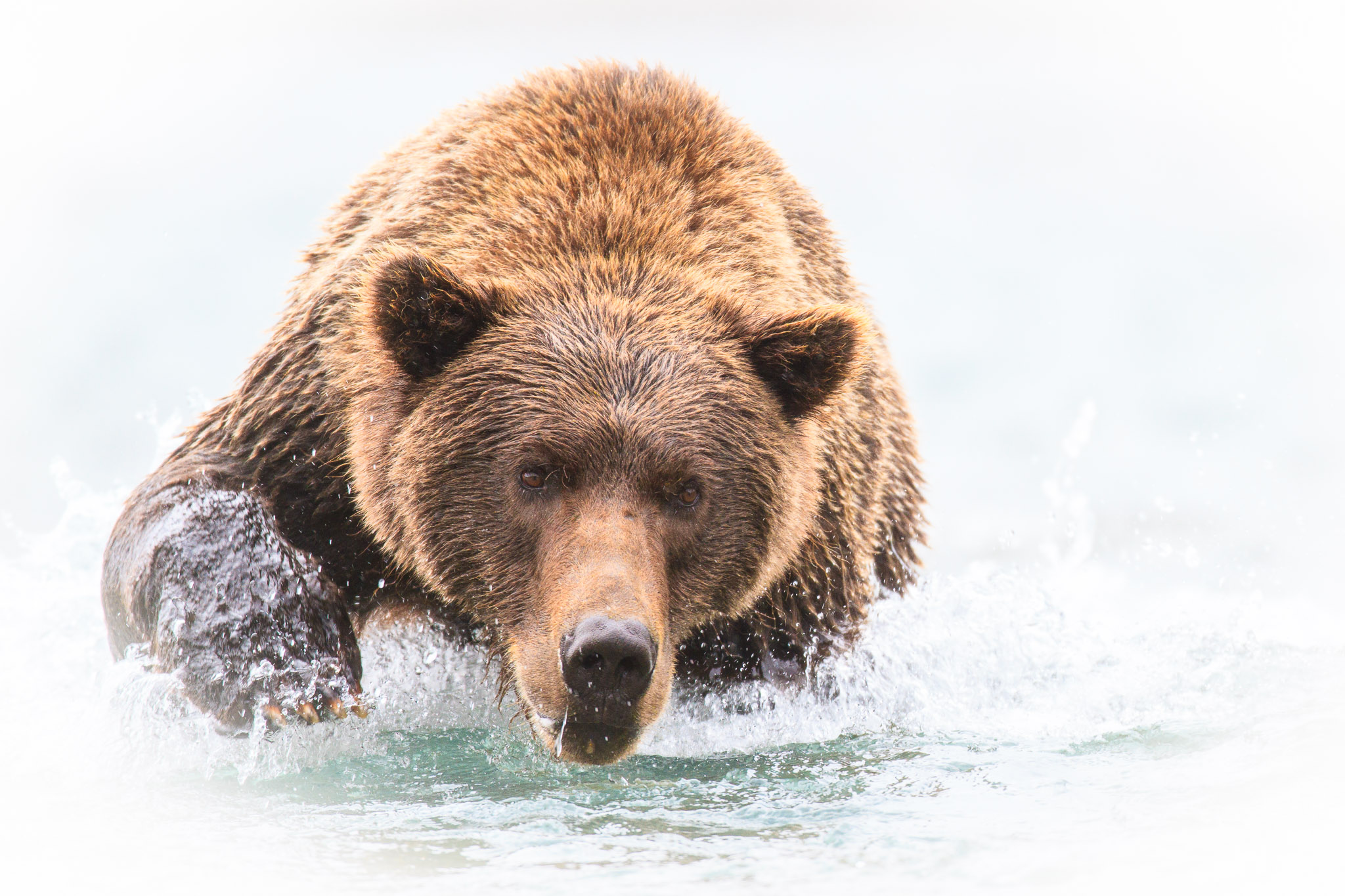 20100810_katmai_5236.jpg