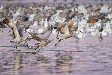 Birds in flight