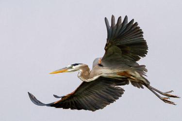 20120403_heron_3298.jpg