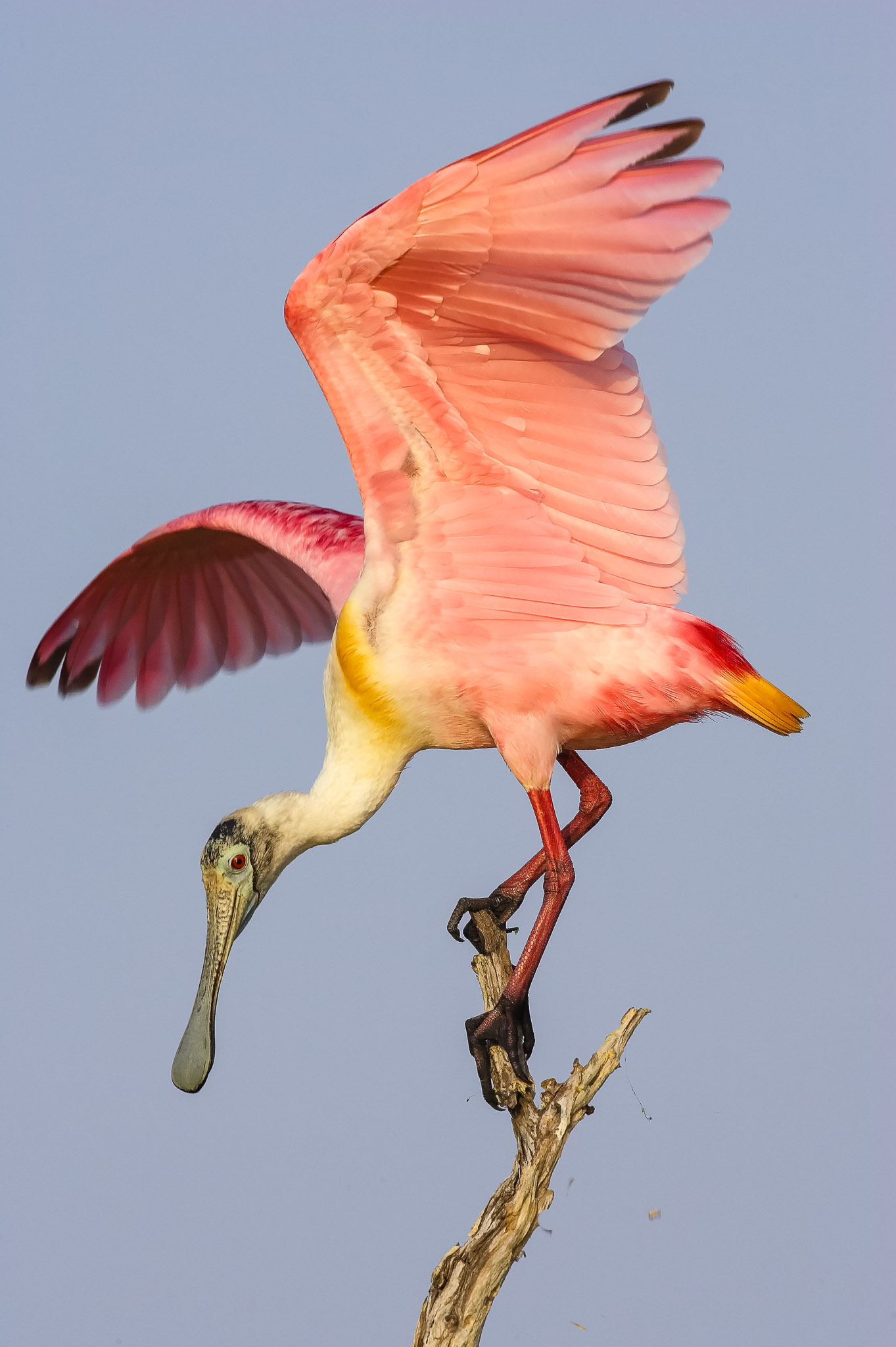 20060501_spoonbill_7174.jpg