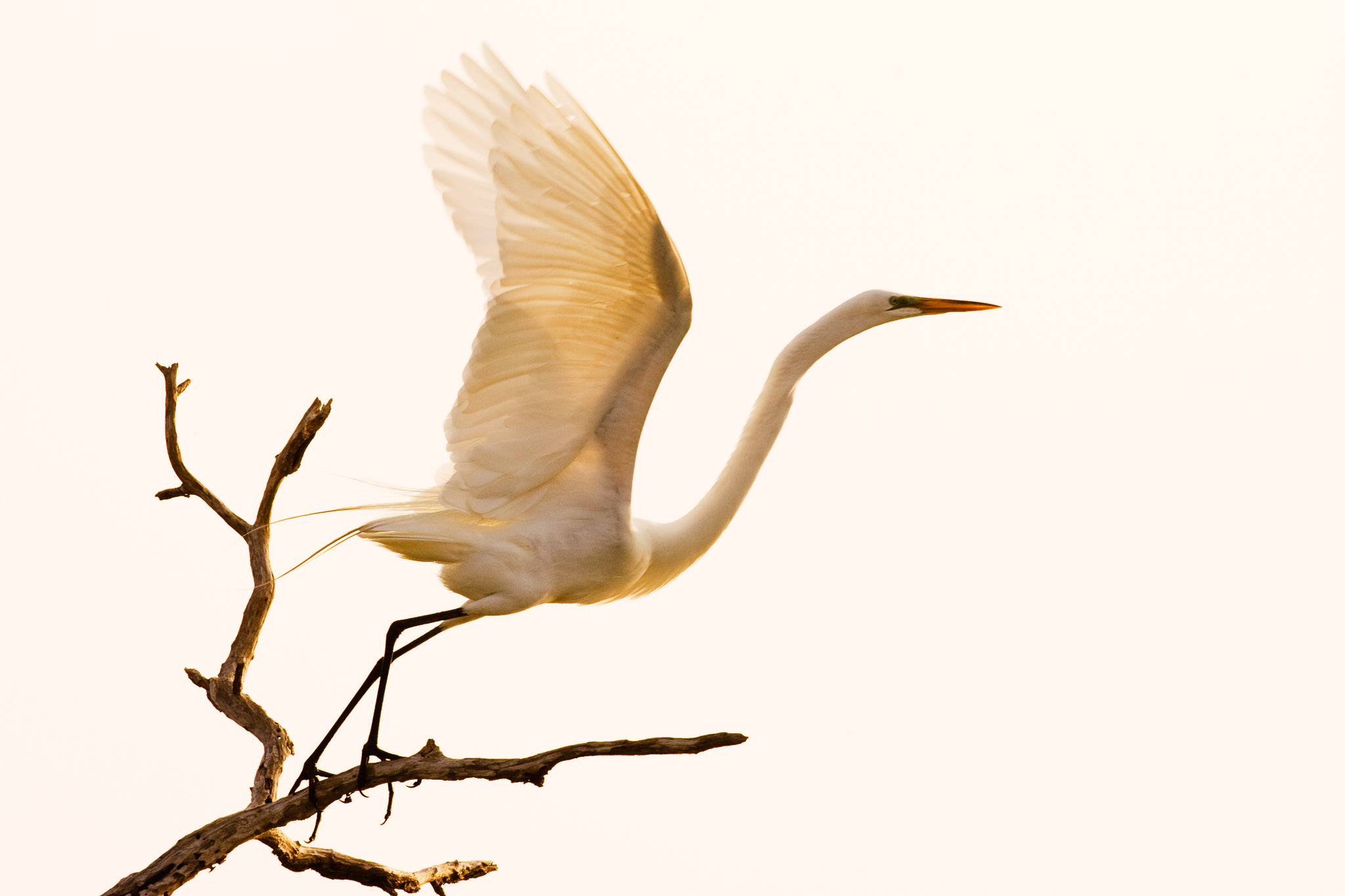 20080422_egret_0840.jpg