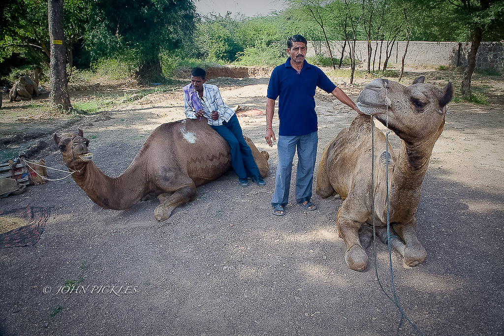 Ranthambhore_ZL8Q9250.jpg