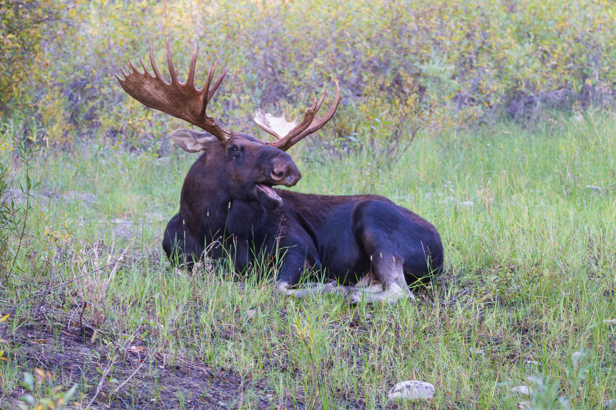 20110916_moose_5520.jpg