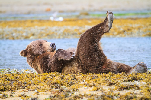 Bears
