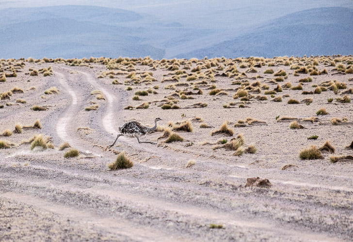Bolivia Altiplano