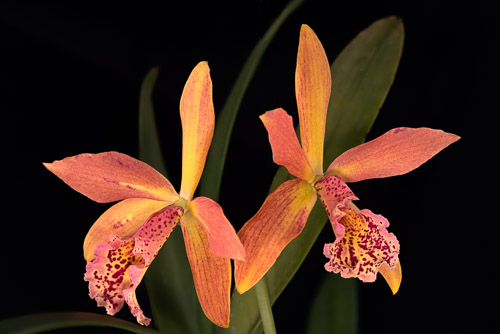 Orchids